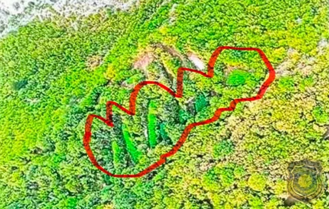 FUP u velikoj akciji kod Mostara: Otkrivena plantaža kanabisa u Drežnici
