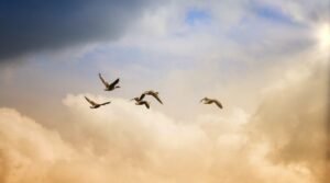 noname_13-birds-5159711_1280-800x445