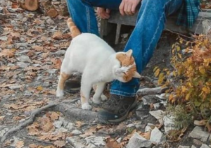 Screenshot-2026-03-16-140408