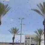 Video / Izrael: Ogroman roj pčela izazvao haos u Izraelu, blokiran tržni centar